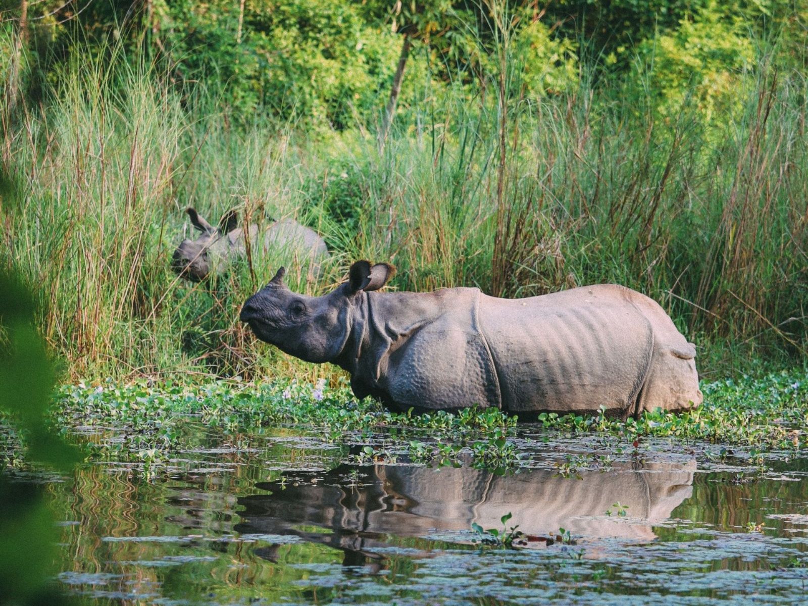wildlife at Chitwan National Park